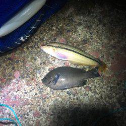 陸っぱりで真鯛