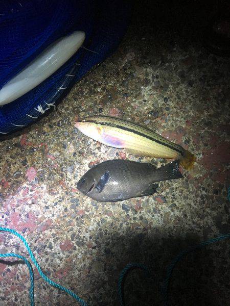 陸っぱりで真鯛