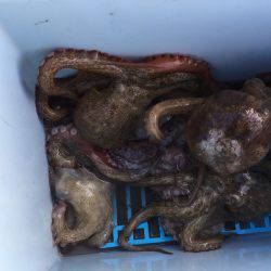 タコにもジアイがあるの？