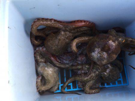 タコにもジアイがあるの？