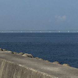 サゴシ⁉️  安定⁉︎のタコ