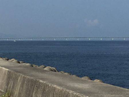 サゴシ⁉️  安定⁉︎のタコ