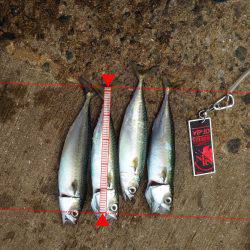 ファミリーサビキ釣り