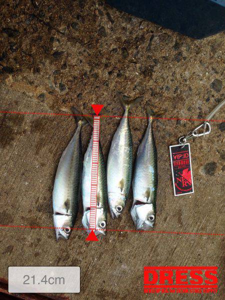 ファミリーサビキ釣り