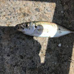 アジ51匹、サバ5匹、イワシ1匹