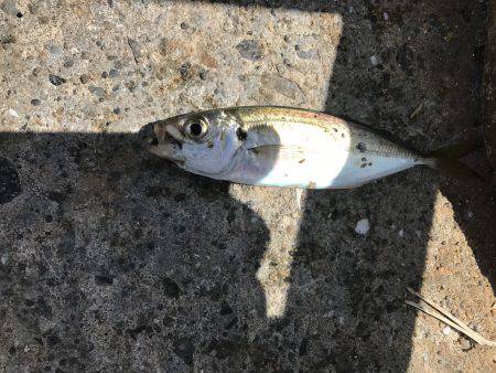 アジ51匹、サバ5匹、イワシ1匹