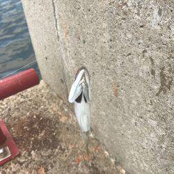 甲子園と釣りのハシゴ