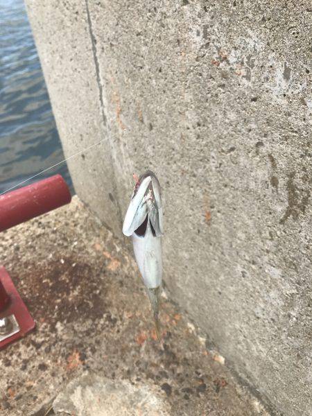 甲子園と釣りのハシゴ