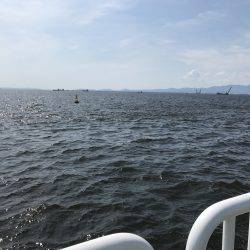 アジ22匹、サバ3匹、イワシ1匹、サヨリ1匹