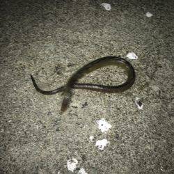 やってみるもんだね