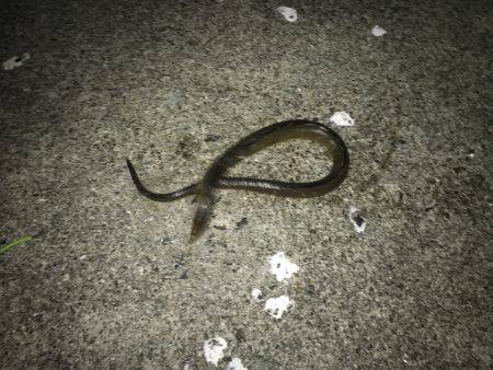 やってみるもんだね