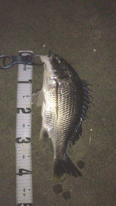 シーバスゲーム