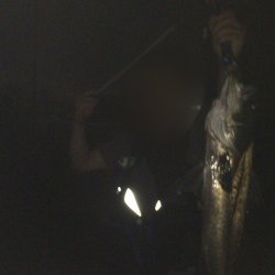 ナイトシーバス