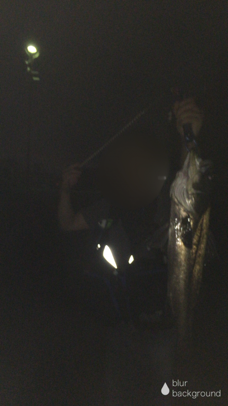 ナイトシーバス