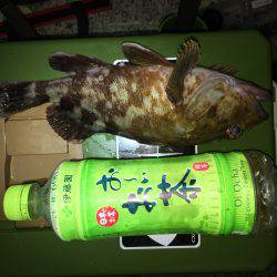 ライトワインド釣行