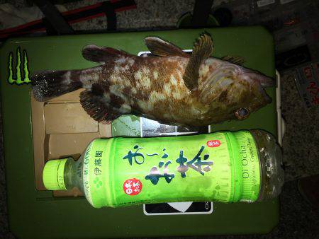 ライトワインド釣行