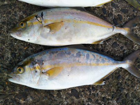 阿南市の辰巳でタチウオとツバスとシオ