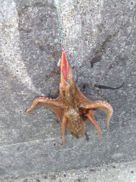 またタコが、またまた釣れました。