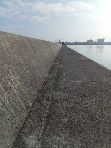 タコって地合があるの？