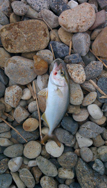 シオが３匹釣れました❗