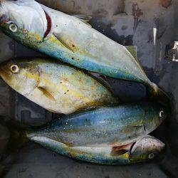 シーバッシング 穴釣り