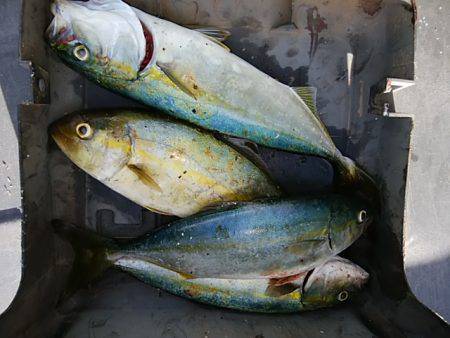 シーバッシング　穴釣り