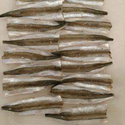 えんぴつサヨリ