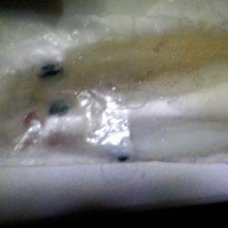 太刀魚が邪魔して！