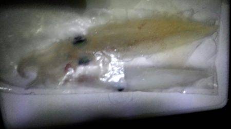 太刀魚が邪魔して！