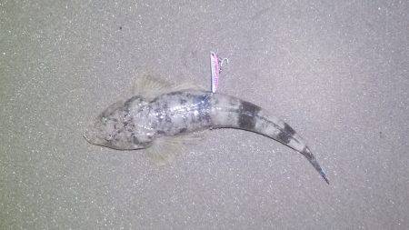 激熱！河芸サーフ