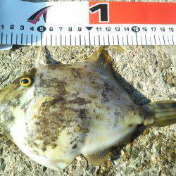 阿南市の椿泊でタチウオと小アジ