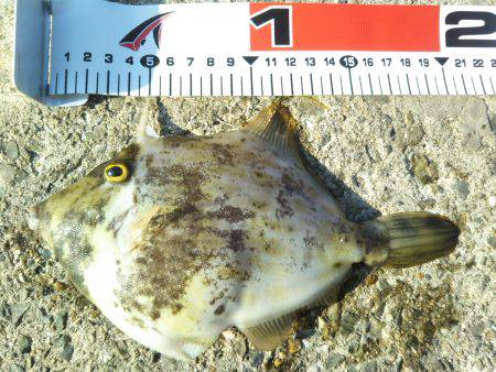 阿南市の椿泊でタチウオと小アジ