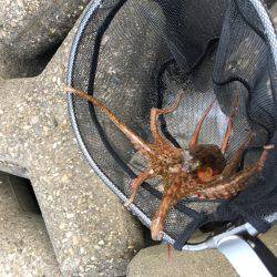 マイポイントでのオクトパッシング