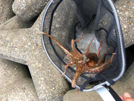 マイポイントでのオクトパッシング