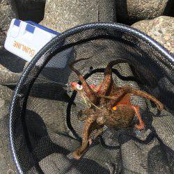 デイオクトパッシング2