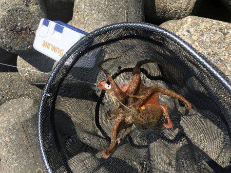 デイオクトパッシング2