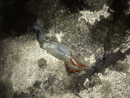 ケンサキイカ！！！