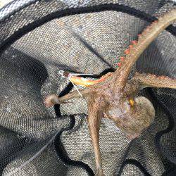 早朝オクトパッシング