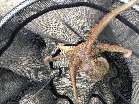 早朝オクトパッシング