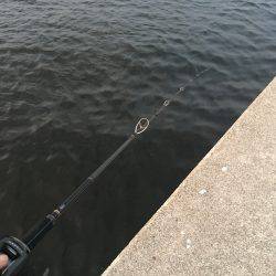 タチウオ調査&オクトパッシング