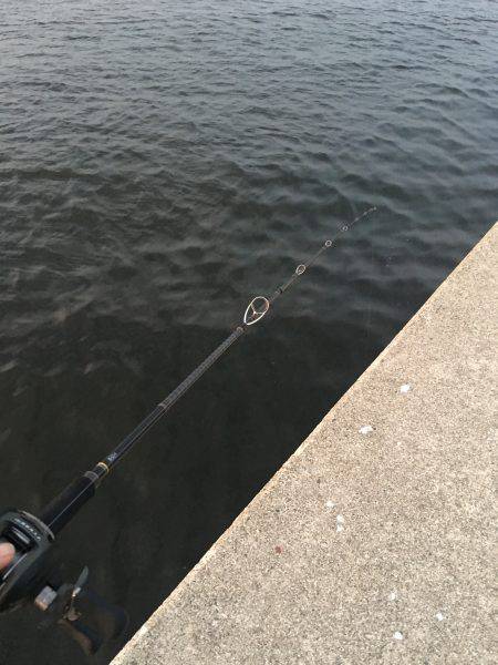 タチウオ調査&オクトパッシング