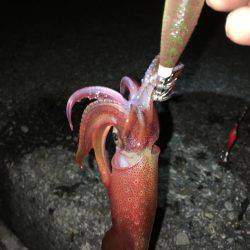 ライトエギング