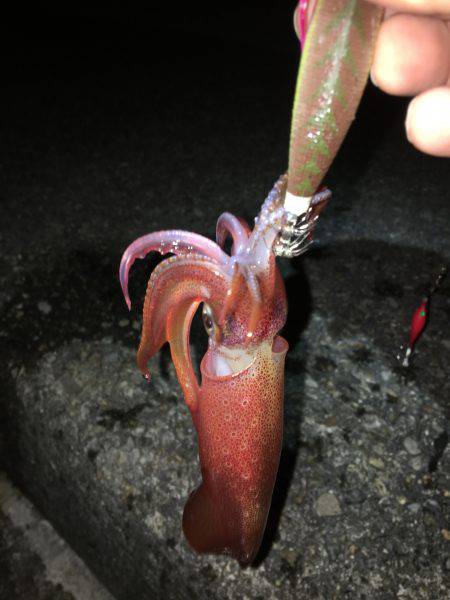 ライトエギング