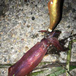 ケンサキライトエギング