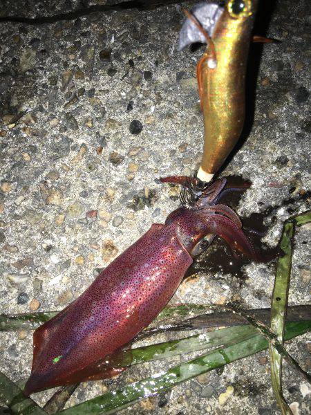 ケンサキライトエギング