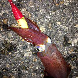 ライトエギング