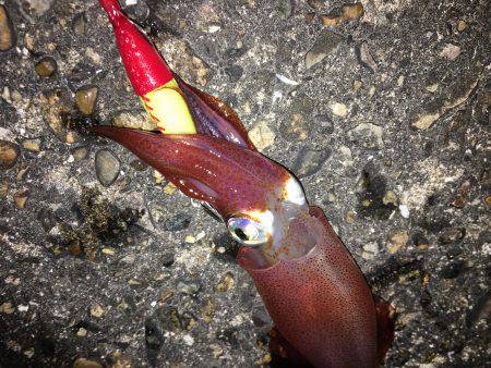 ライトエギング