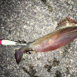 ケンサキエギング