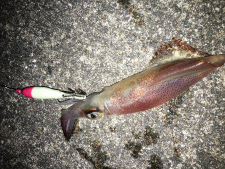 ケンサキエギング