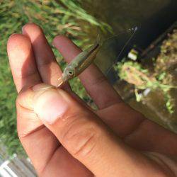 オイカワめっちゃ綺麗